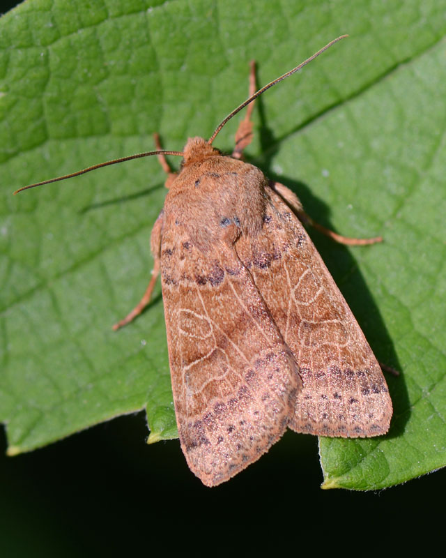 Noctuidae da determinare 1